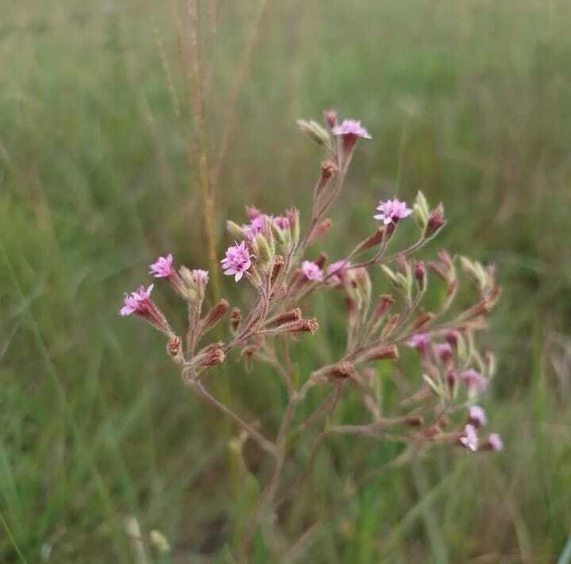 Stevia tenuis photo 2