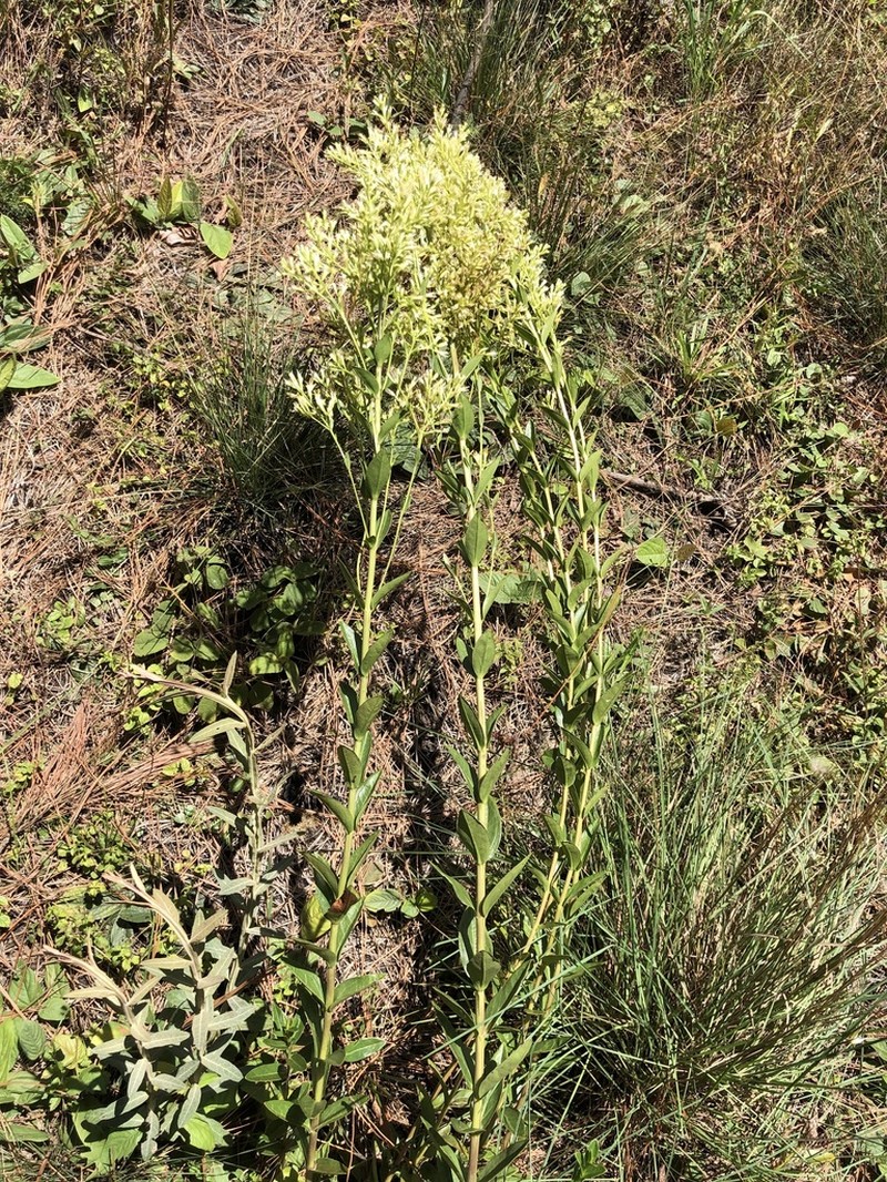 Stevia tenuis photo 3