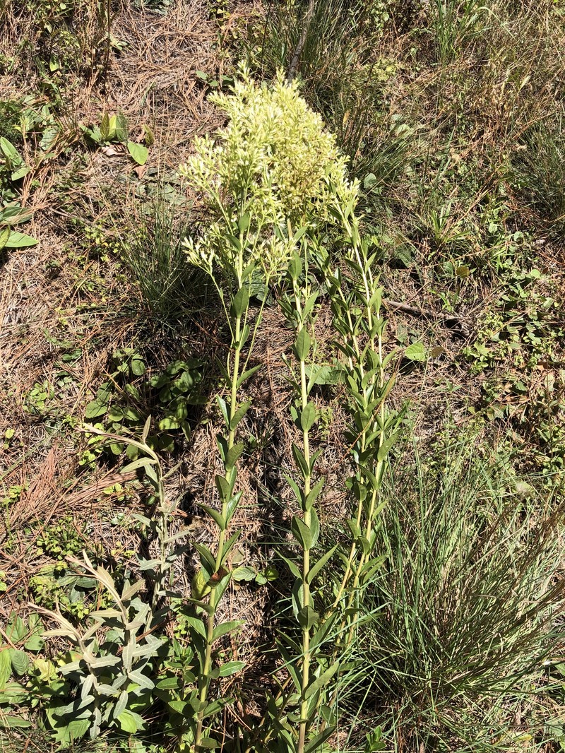 Stevia tenuis photo 4