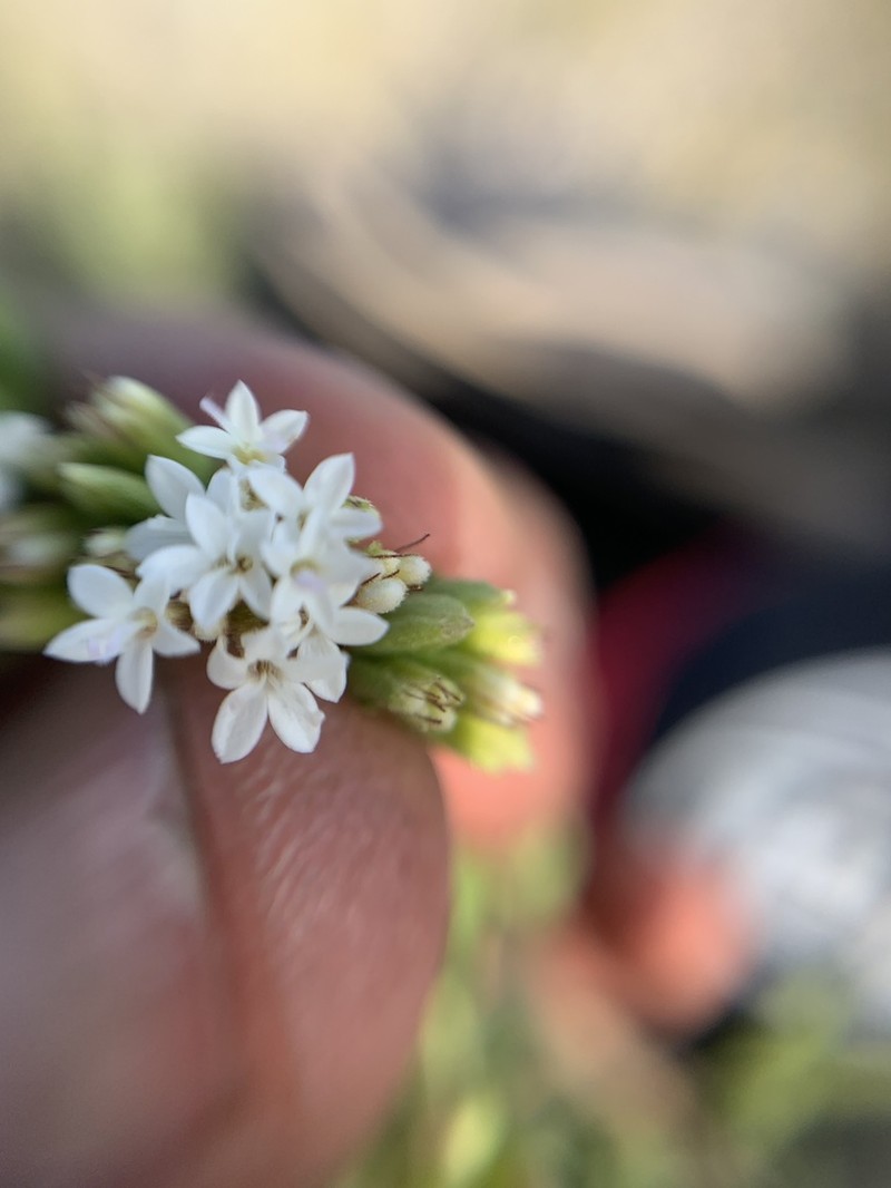 Stevia tephra