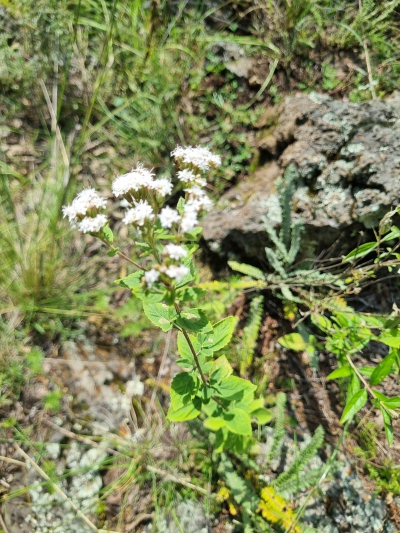 Stevia tephra photo 2
