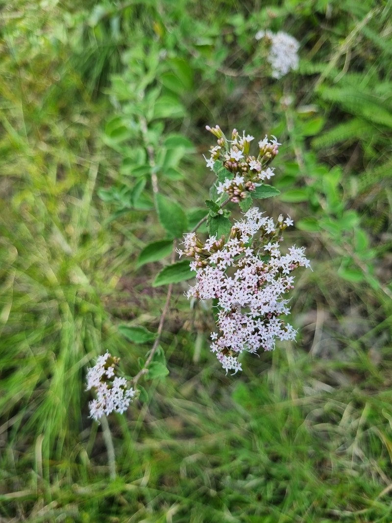 Stevia tephra photo 3