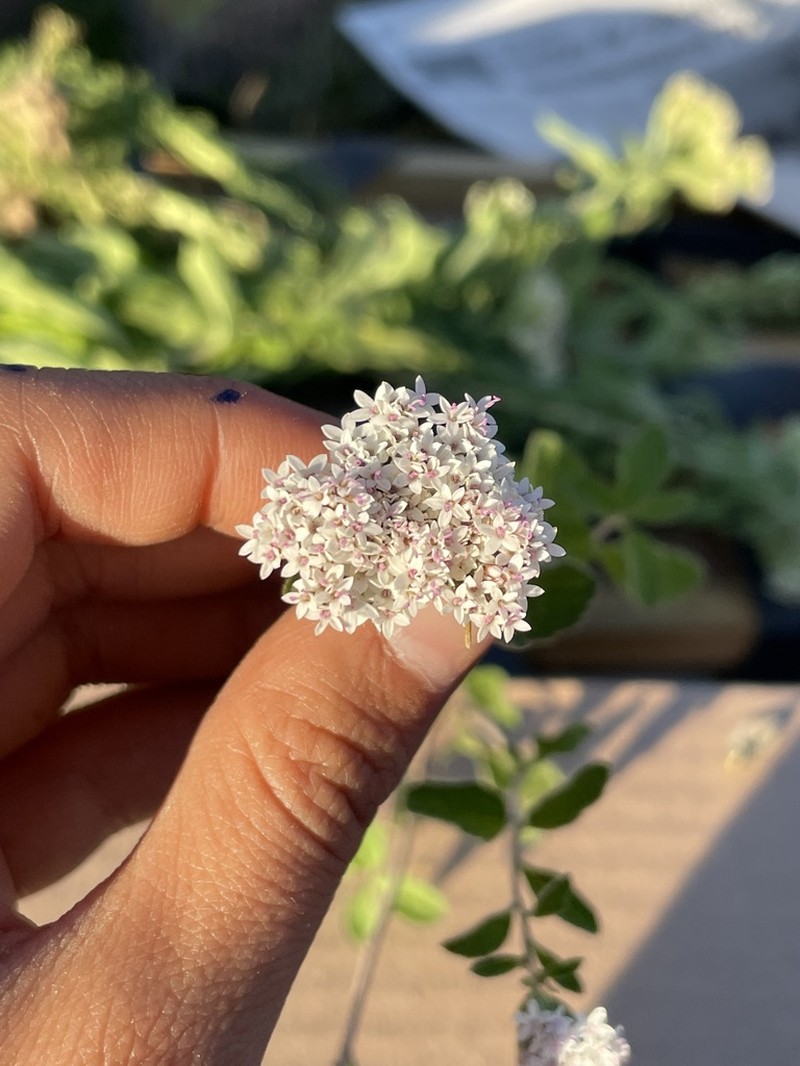 Stevia tephra photo 4