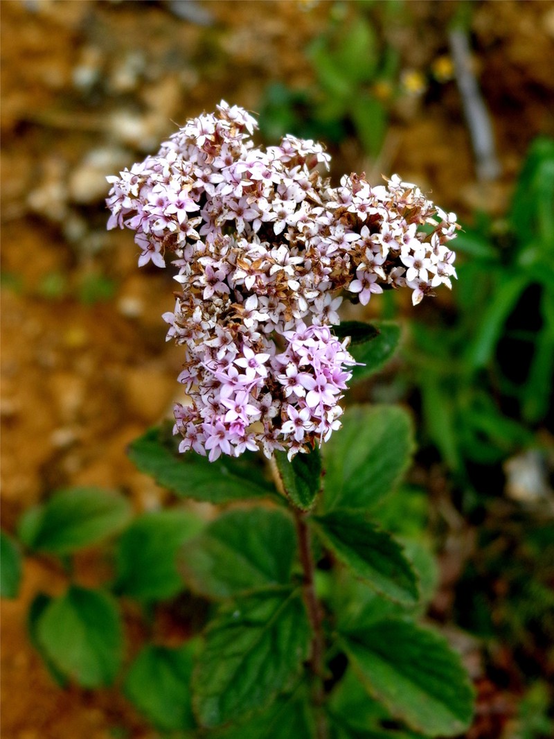 Stevia tephra photo 5