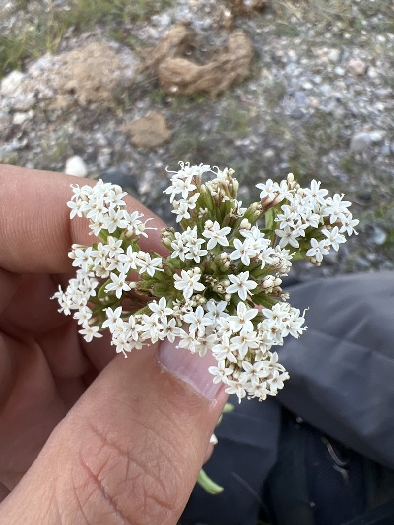 Stevia tephra photo 6