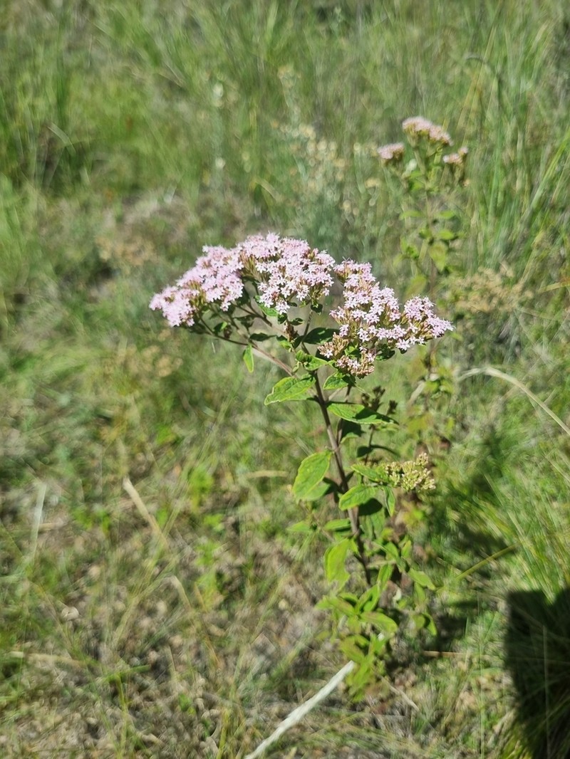 Stevia tephra photo 7
