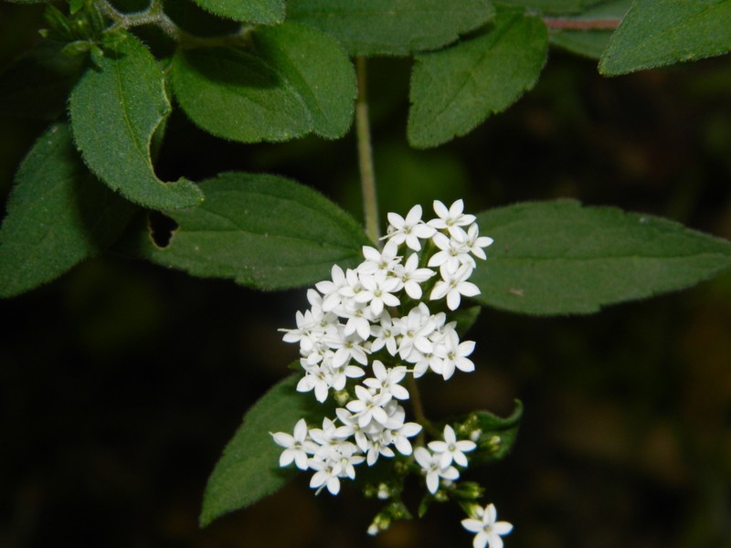 Stevia tomentosa photo 2