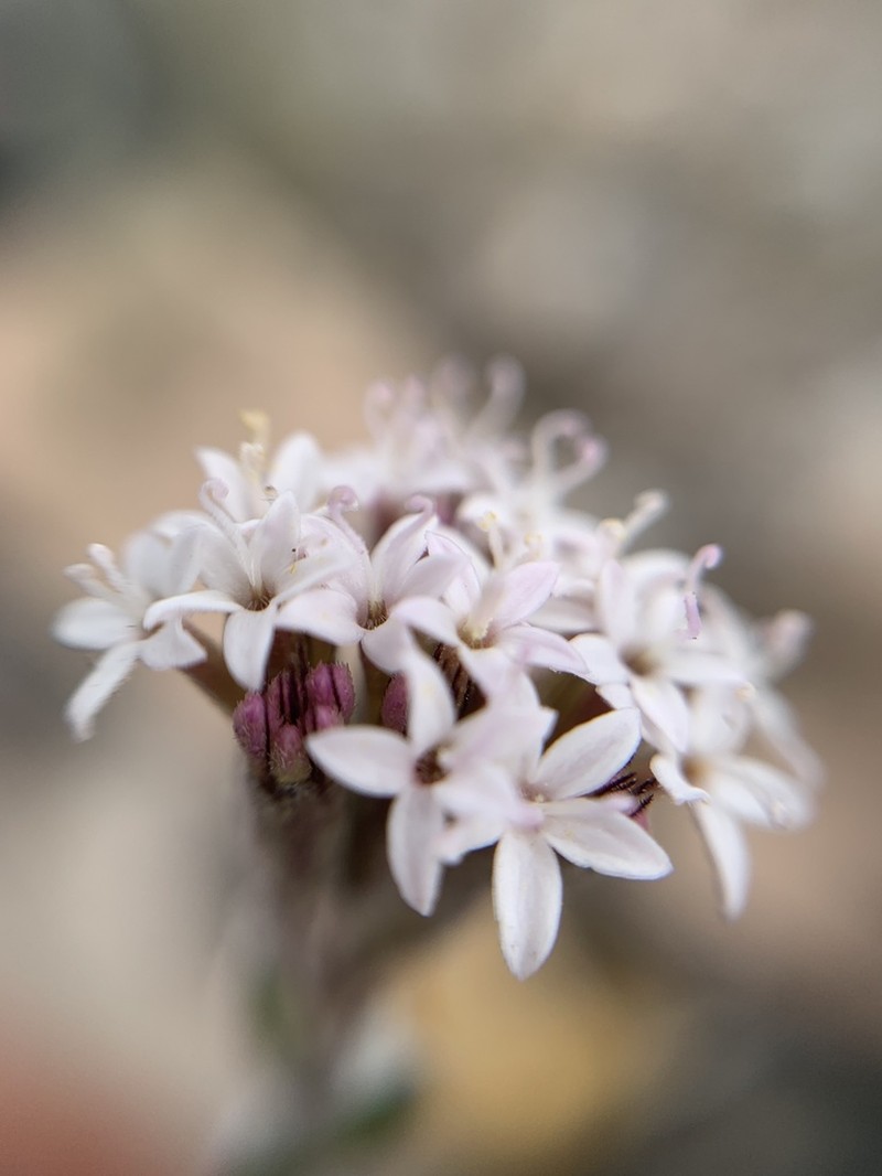 Stevia tomentosa photo 3