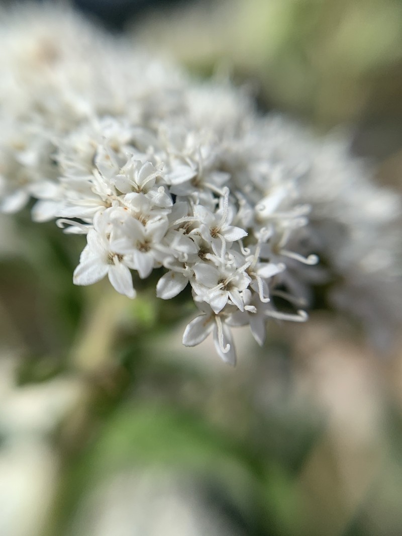 Stevia tomentosa photo 4