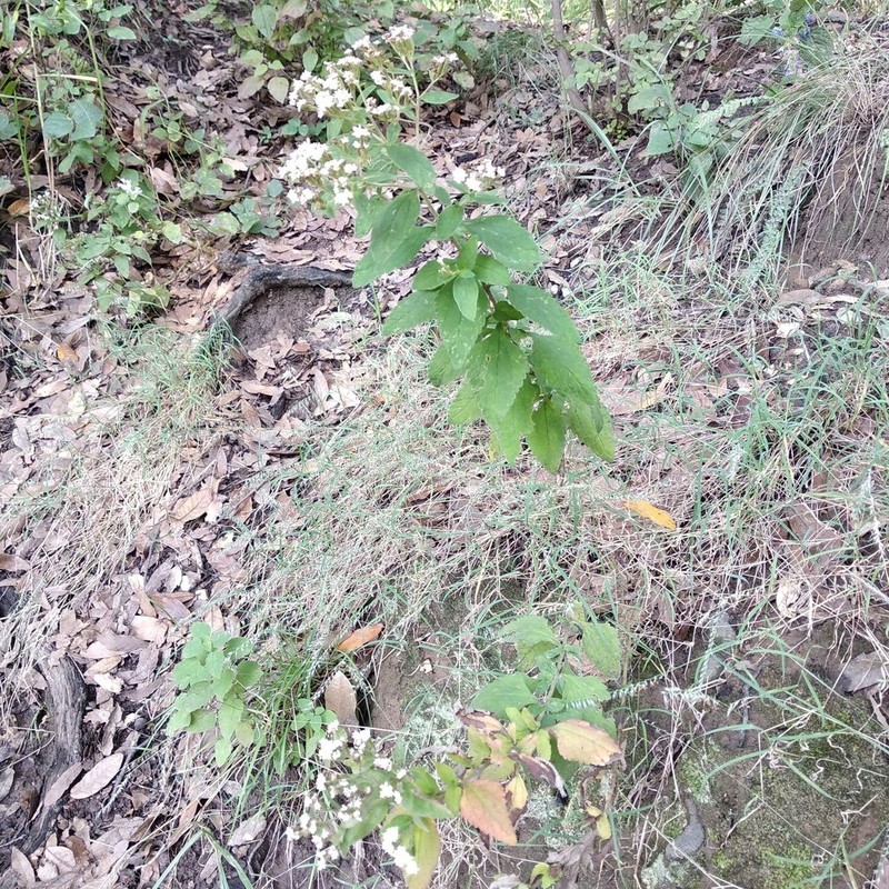 Stevia tomentosa photo 5