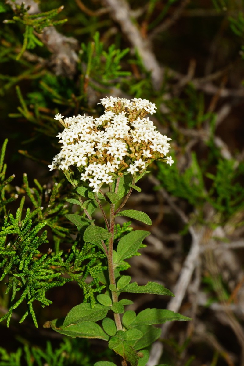 Stevia tomentosa photo 6
