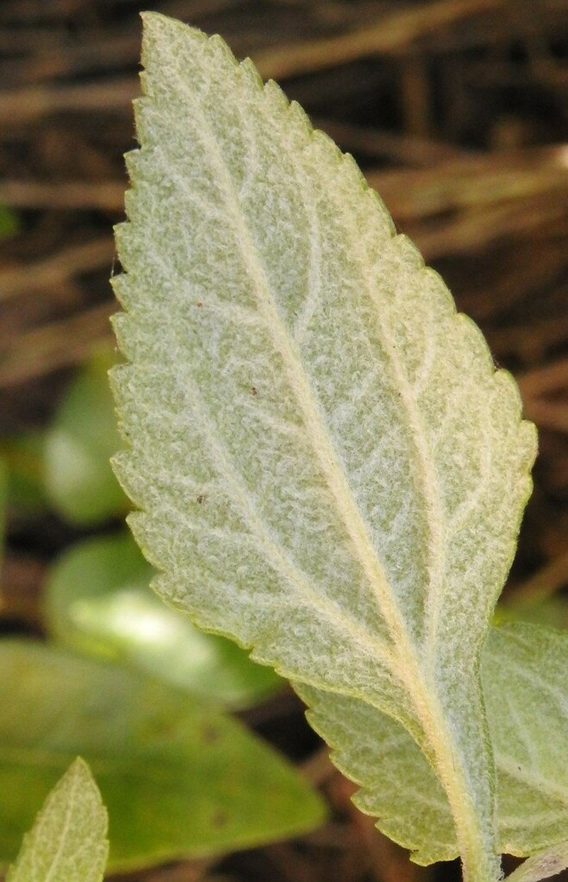 Stevia tomentosa photo 7