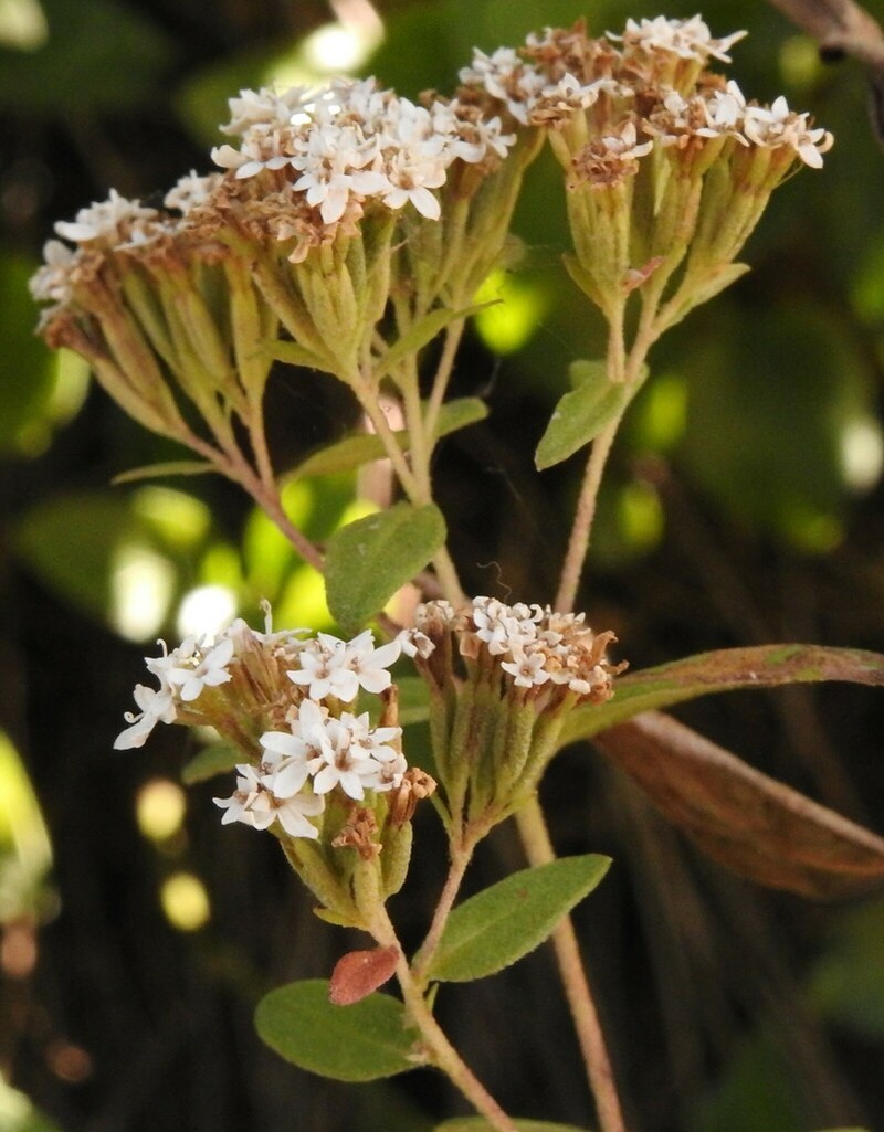 Stevia tomentosa photo 8