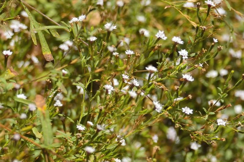 Stevia trifida