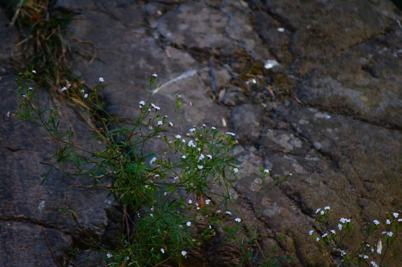 Stevia trifida photo 2