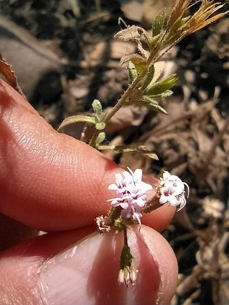 Stevia trifida photo 3