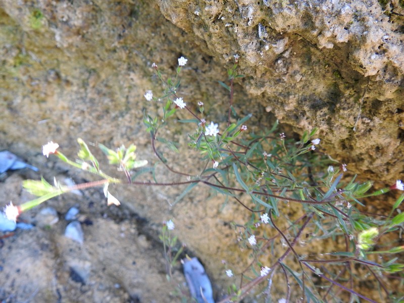 Stevia trifida photo 4