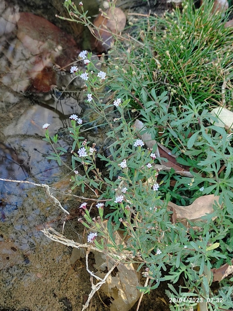 Stevia trifida photo 5