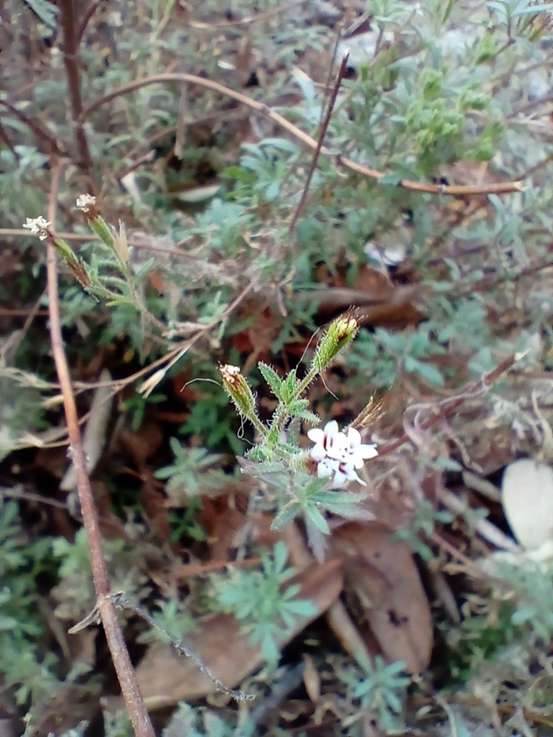 Stevia trifida photo 6