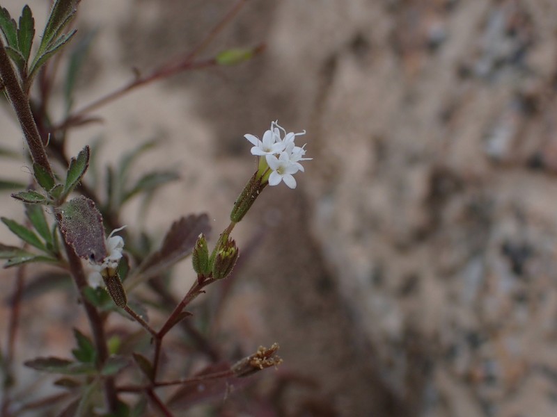 Stevia trifida photo 7