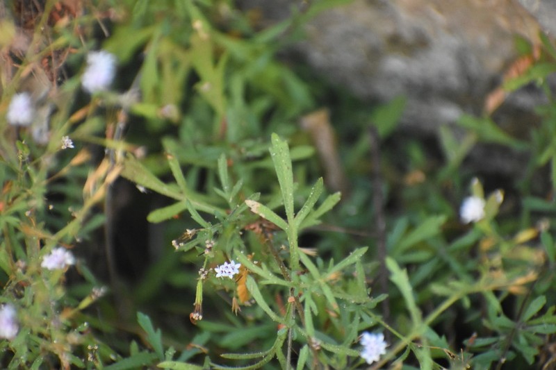 Stevia trifida photo 8