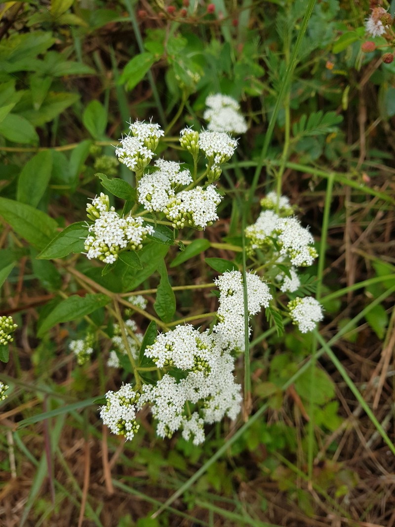 Stevia triflora