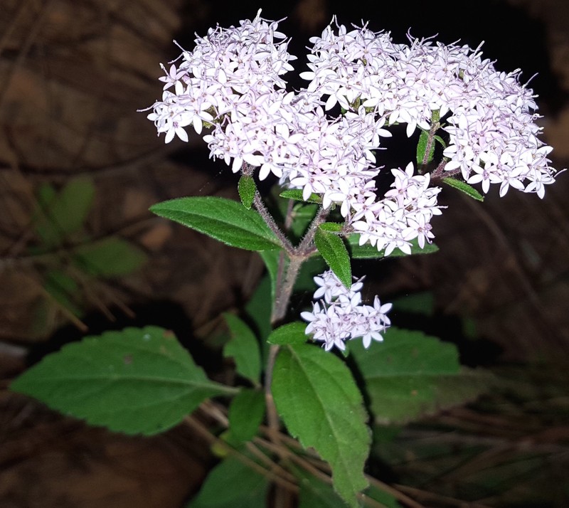 Stevia triflora photo 2