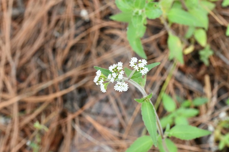 Stevia triflora photo 3