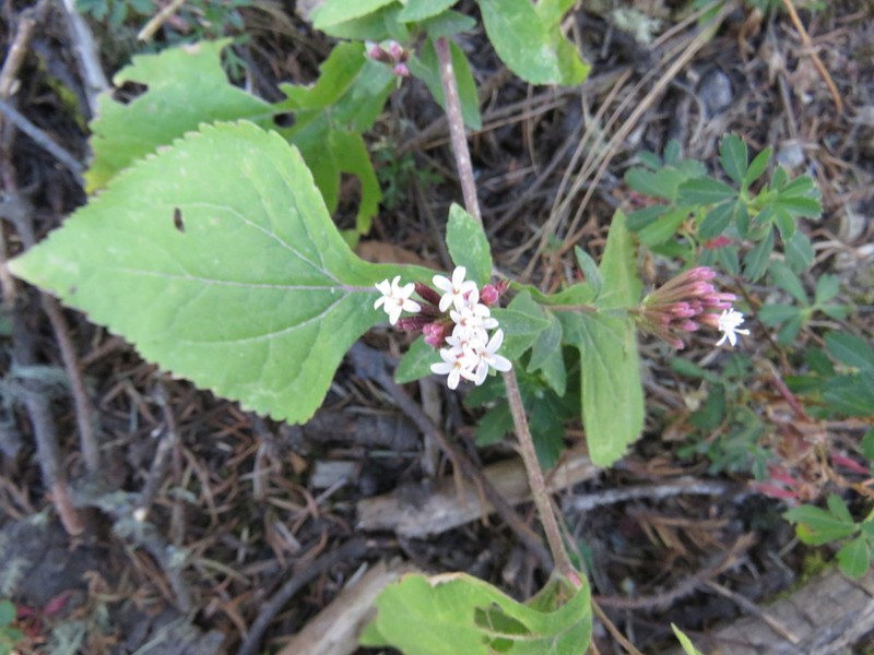 Stevia triflora photo 4
