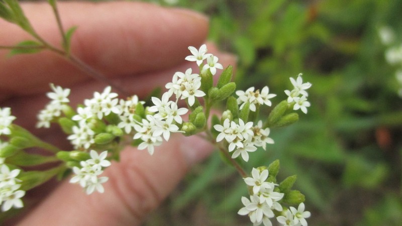 Stevia triflora photo 5