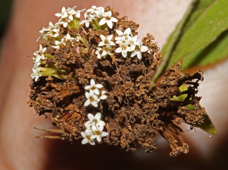 Stevia triflora photo 6