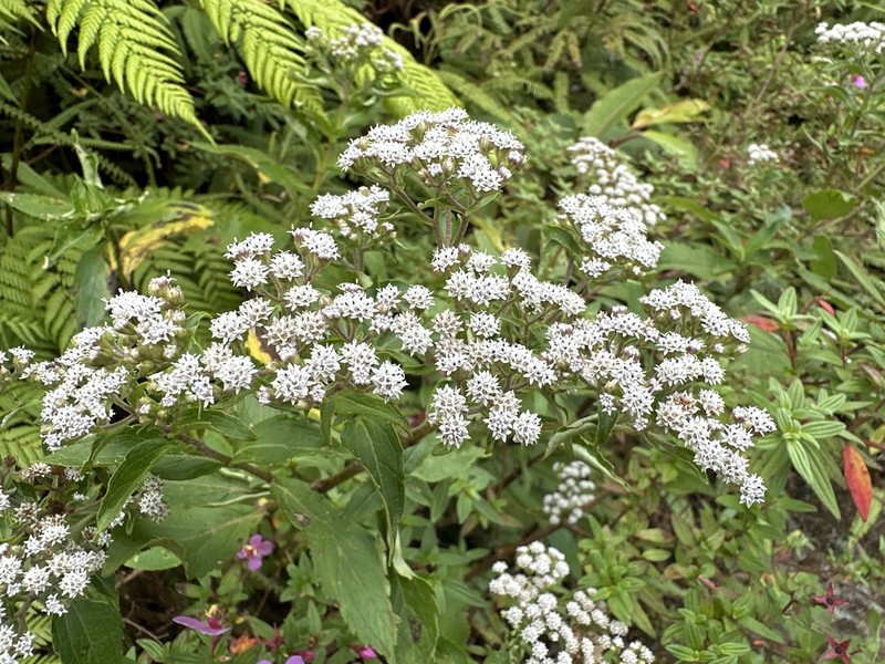 Stevia triflora photo 7