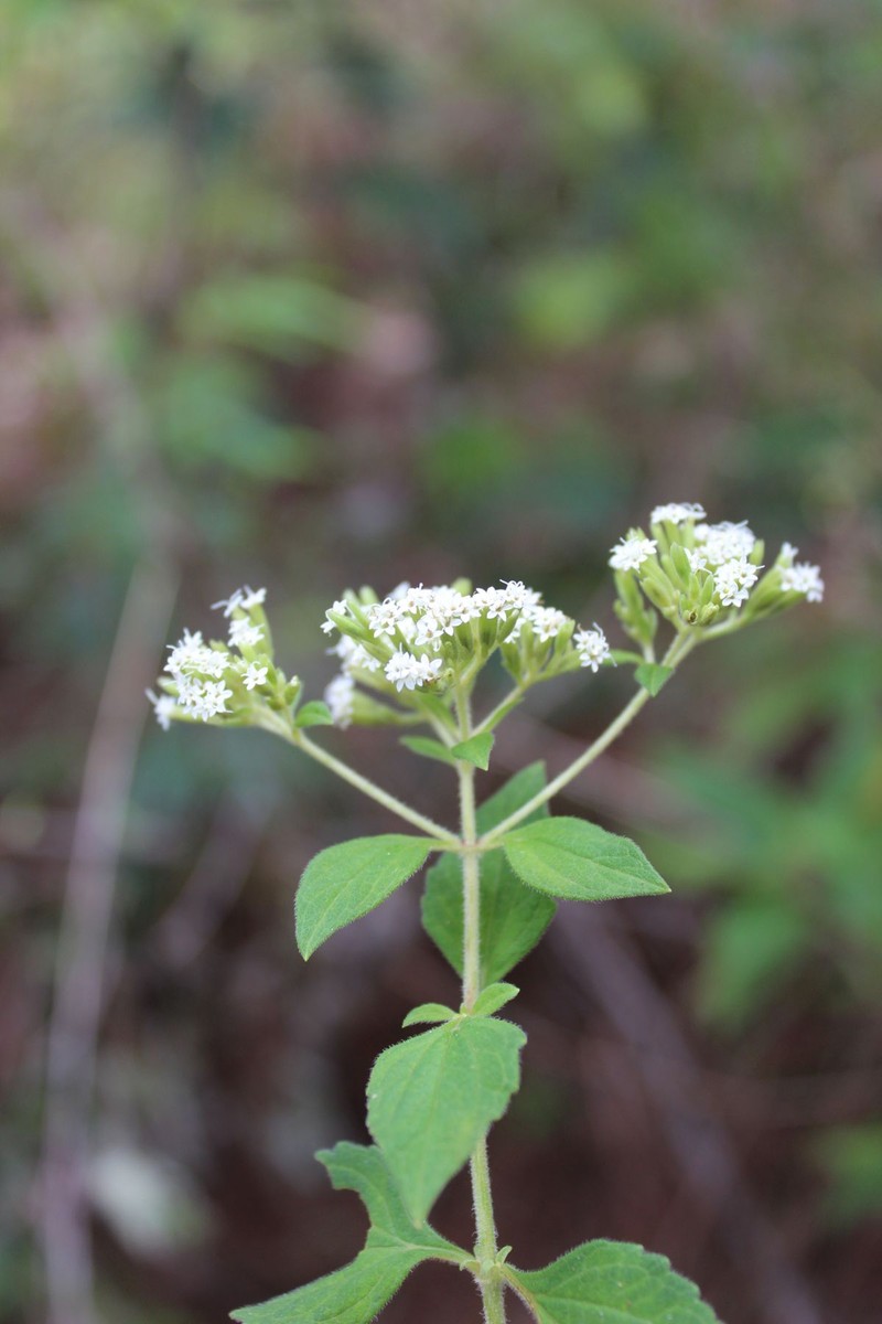 Stevia triflora photo 8