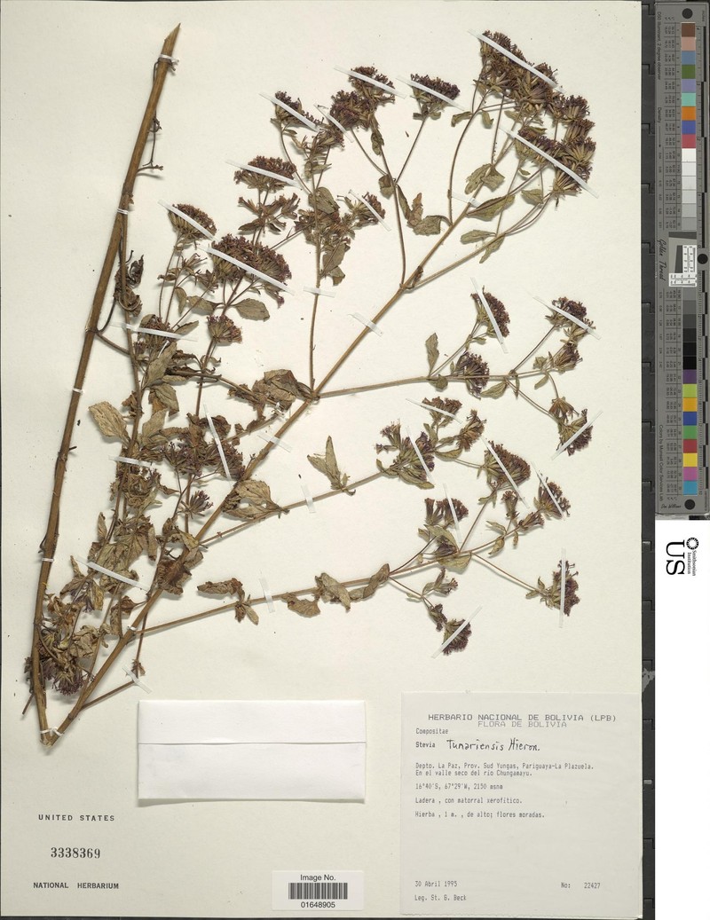 Stevia tunariensis