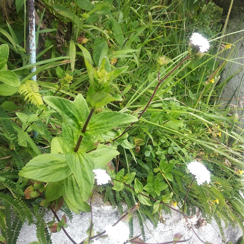 Stevia tunguraguensis