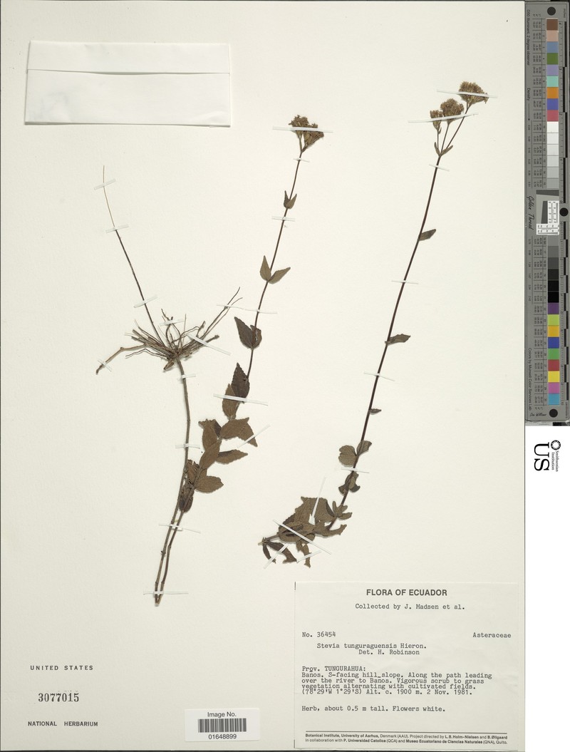 Stevia tunguraguensis photo 2