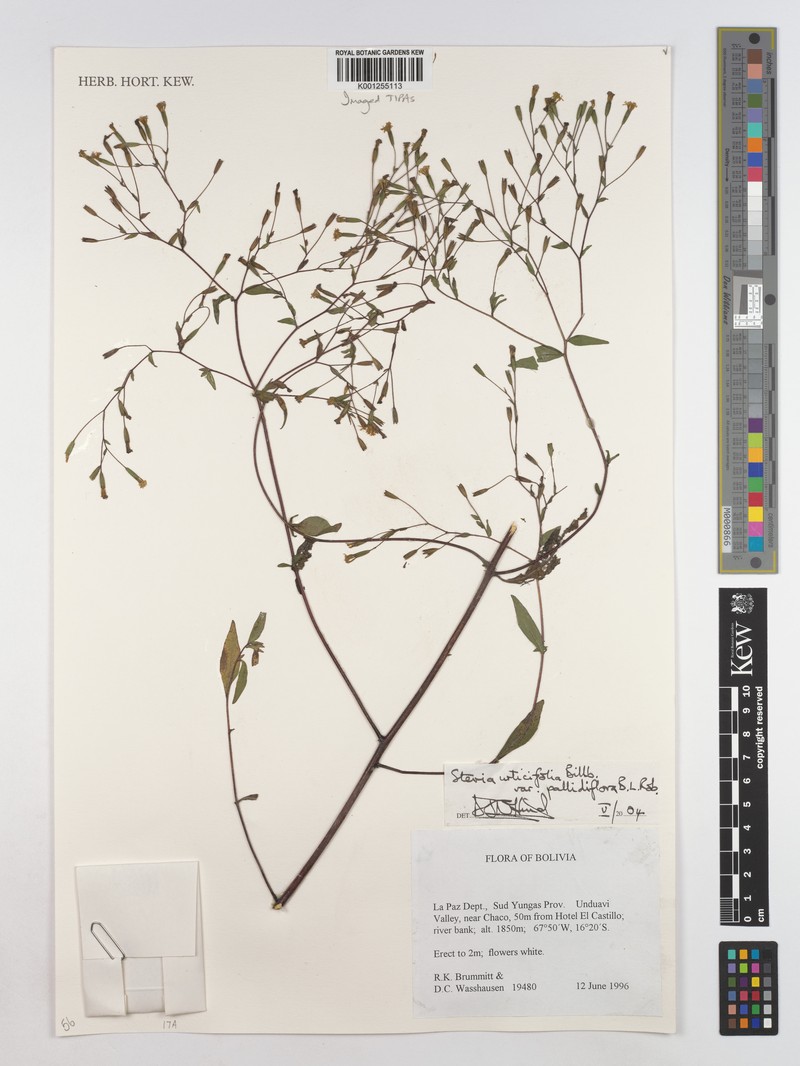 Stevia urticifolia var. pallidiflora