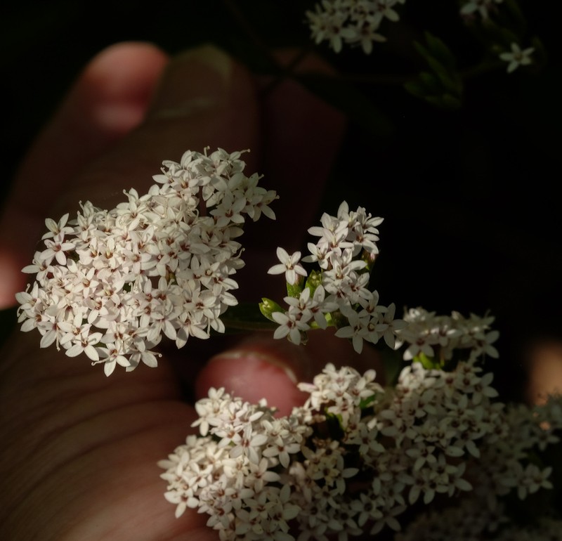 Stevia vaga photo 2