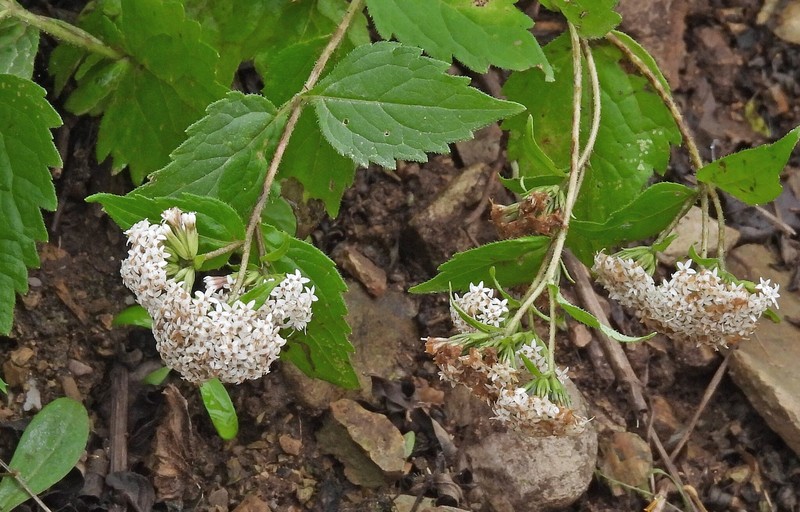 Stevia vaga photo 4