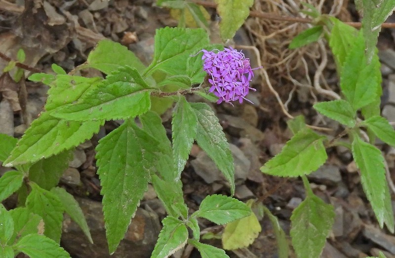 Stevia vaga photo 5