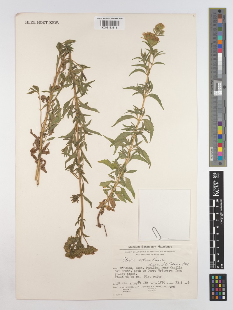 Stevia vaga photo 7