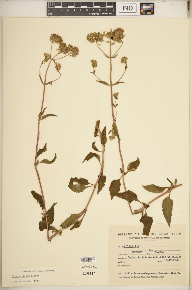 Stevia vaga var. effusa