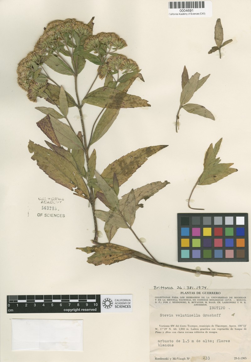 Stevia velutinella