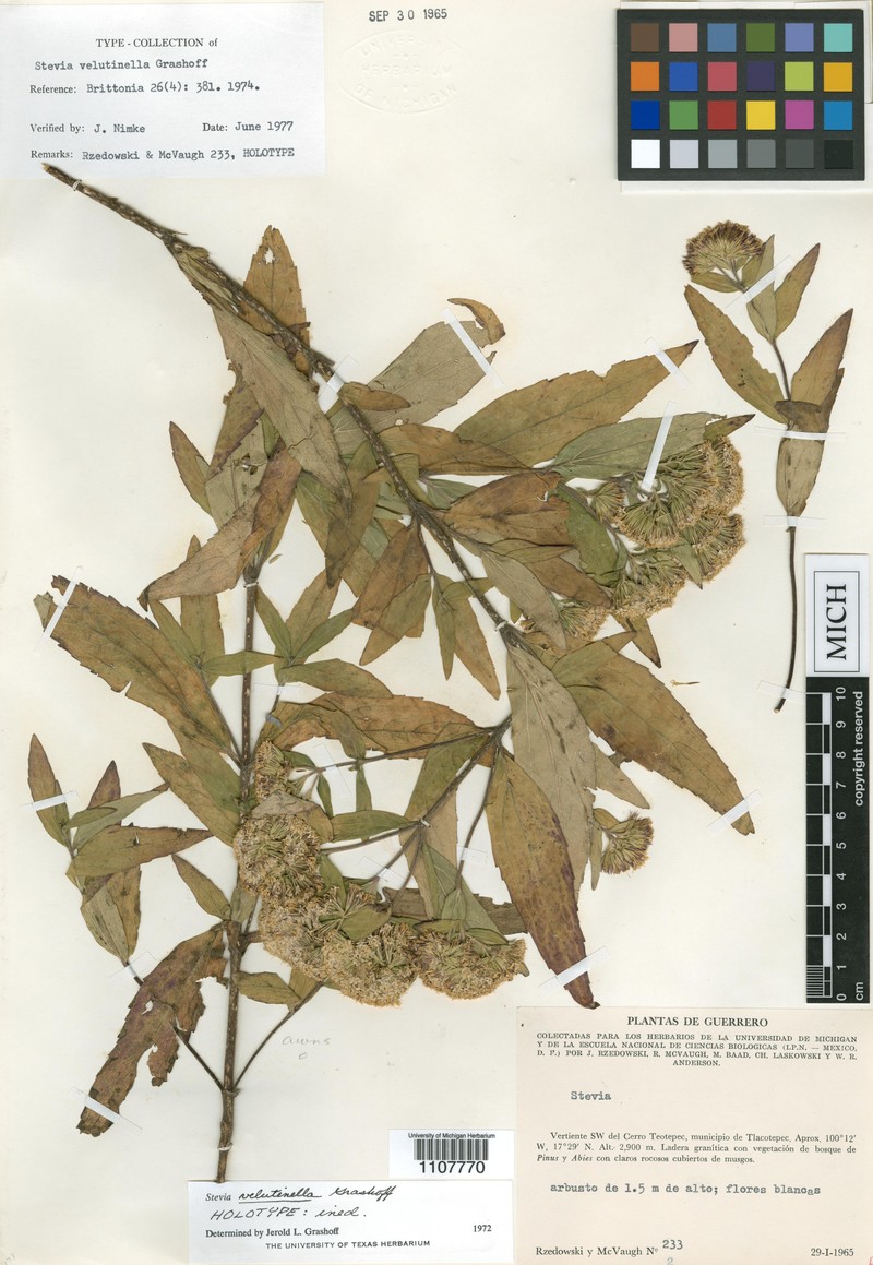 Stevia velutinella photo 2