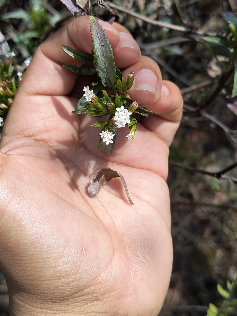 Stevia vernicosa photo 2