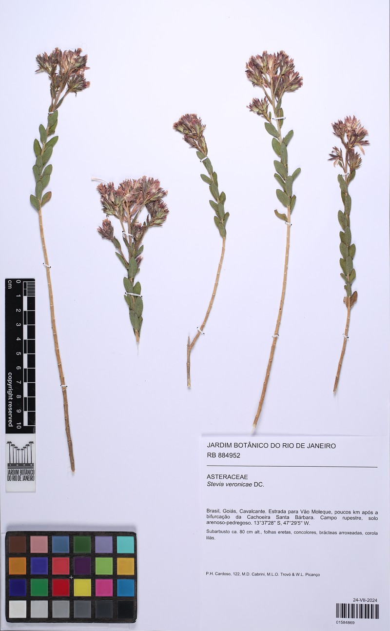 Stevia veronicae