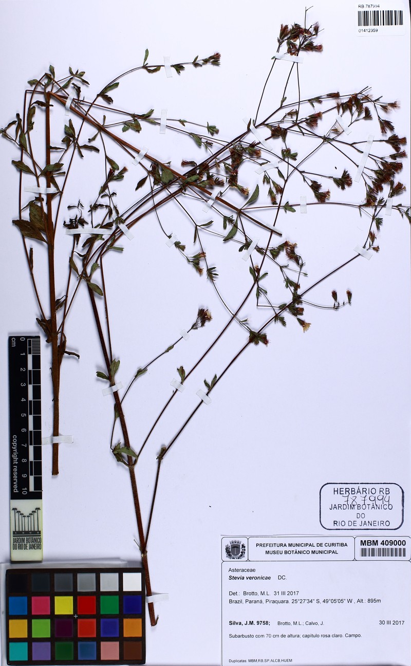 Stevia veronicae photo 2