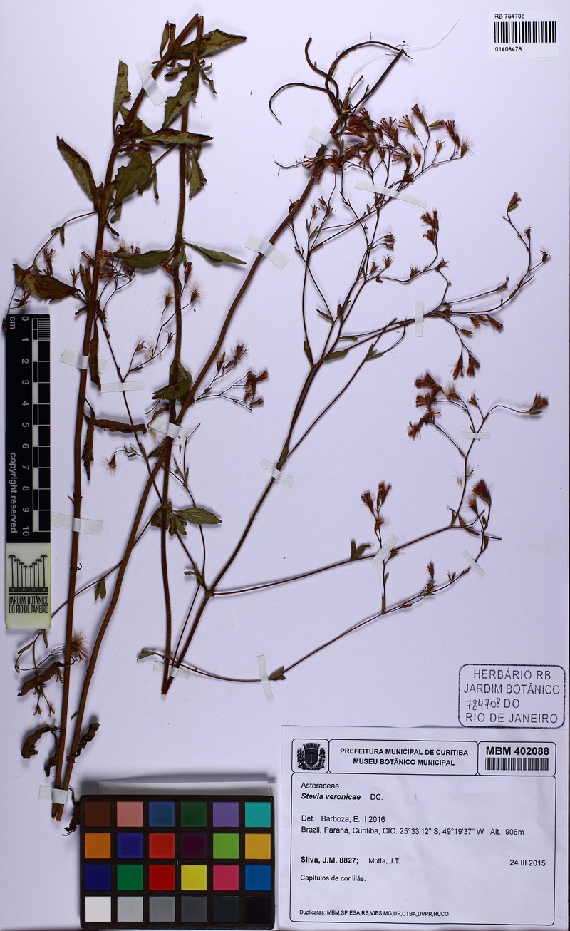 Stevia veronicae photo 3