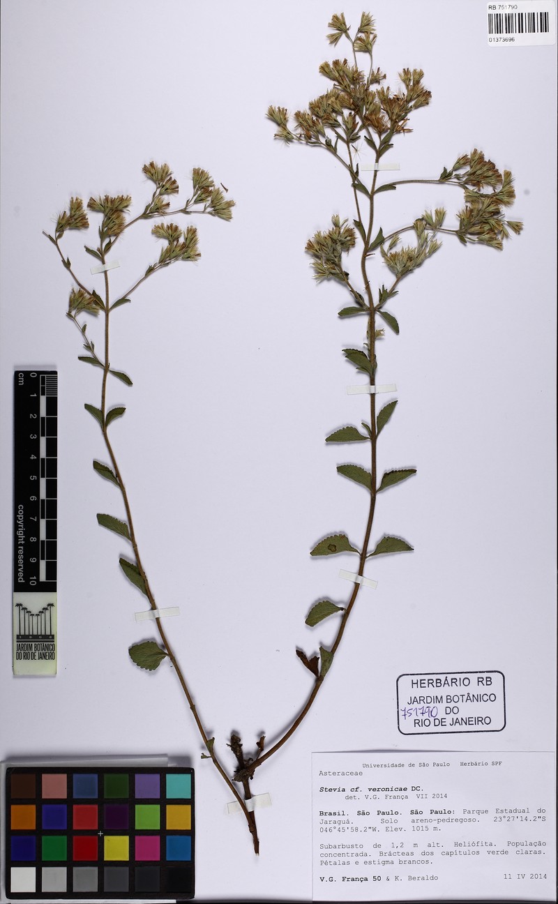 Stevia veronicae photo 4