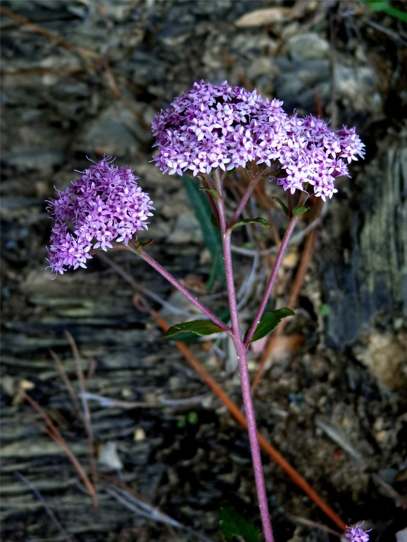 Stevia viejoana